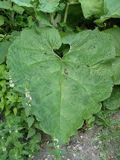 burdock leaf