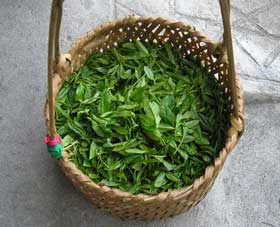fresh tea leaves of lapsang souchong