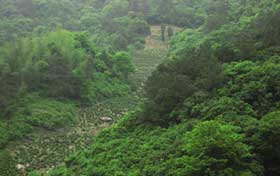 the growing area of hou kui tea