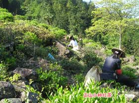 caicha tea cultivar of lapsang souchong