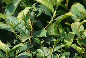 No 43 longjing tea cultivar