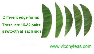 different edge forms of camellia leaves