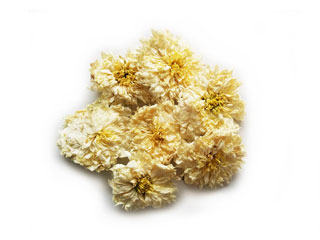 tribute white chrysanthemum flowers wholesale
