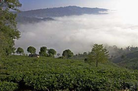 yunnan jingmai tea plantation