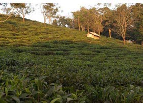 jingmai tea plantation of yunnan