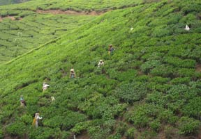 ceylon tea plantation 2