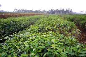 qing xin oolong tea cultivar