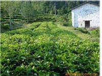 tea-growing-area-3