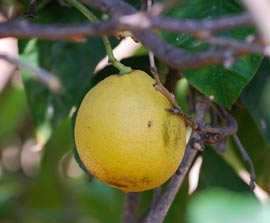 fresh bergamot