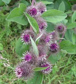 burdock flowers