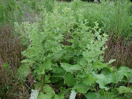 burdock tea plant