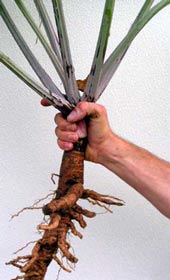 burdock root