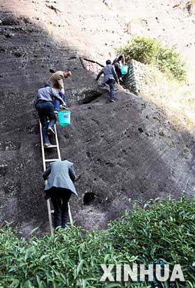 six mother tea trees of da hao pao