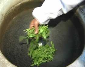 pan frying of hou kui tea