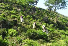 lapsang souchong tea garden