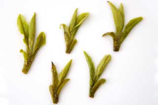 brewed tea leaves of No 43 longjing 