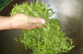 longjing tea pan frying process