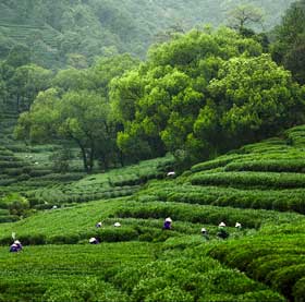 mei jia wu- one of the original longjing tea producing areas