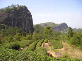 tea garden in wuyi mountain