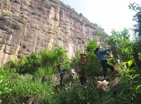 plucking wuyi cliff tea