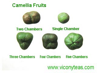 camellia fruits | tea fruits
