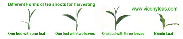 Different forms of tea shoots for harvesting