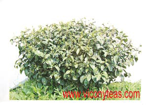 Camellia shrub | Tea Shrub