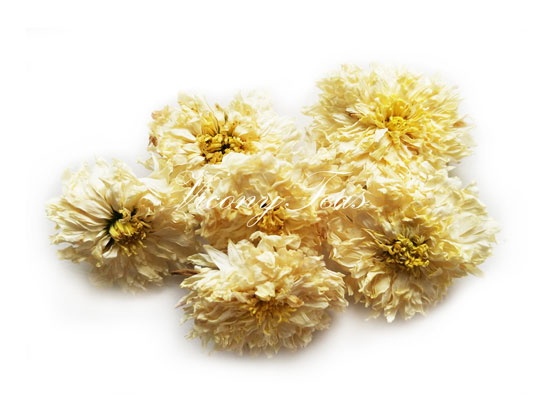 tribute white chrysanthemum flowers