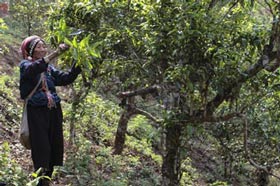 old tea trees in Yunnan