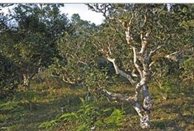 yunnan old tea trees