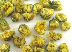 chrysanthemum buds