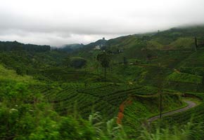 ceylon tea plantation