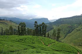 A Tea Plantation in Dimbula