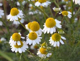 German chamomile