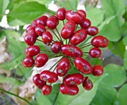 Ginseng Fruit