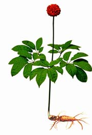 Ginseng Plant
