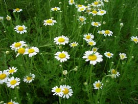 Roman Chamomile