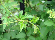 Jiaogulan Tea Plant