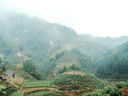 growing area of huangshan mao feng