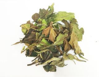 white peony white tea wholesale