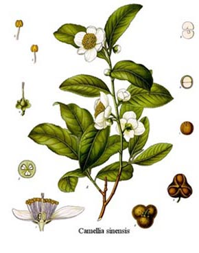 camellia sinensis