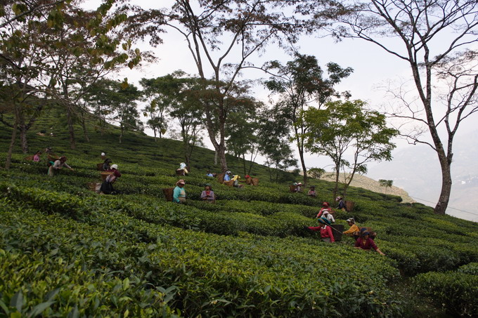 Darjeeling tea plantation