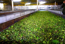 withering process of darjeeling tea